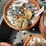 Lithops olivacea Foglia