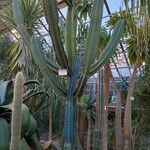 Cereus hexagonus برگ