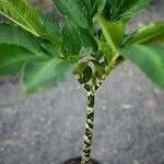 Amorphophallus bulbifer Leaf