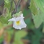 Nemesia floribunda Lorea