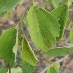 Grewia trichocarpa Hoja