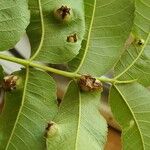 Carya illinoinensis Likasa