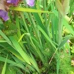 Iris sibirica Leaf