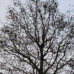 Alnus glutinosa Vivejo