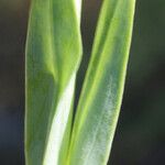 Blackstonia imperfoliata Blatt