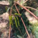 Indigofera australis Fruit