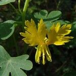 Tropaeolum peregrinum Fiore