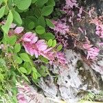 Indigofera decora Flor
