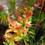 Gloriosa superba Flower