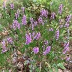 Calluna vulgarisFlower