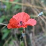 Papaver dubium 花