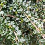 Lonicera ligustrina叶