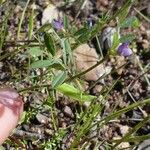 Vicia lathyroides পাতা