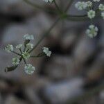 Ptychotis saxifraga Fula