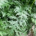 Acanthus spinosus Blatt