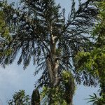 Caryota urens Folha