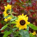 Helianthus debilis Fleur