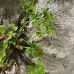 Asplenium lepidum Habitus