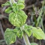 Clinopodium nepetaपत्ता