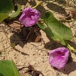 Ipomoea pes-caprae Flower