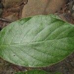 Hippotis panamensis Hoja