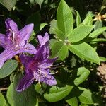 Rhododendron trichanthum List