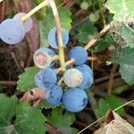 Vitis vulpina Плід