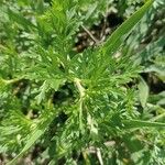 Verbena tenera Leaf