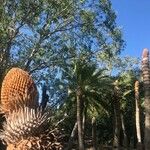 Cycas pectinata Folha