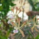 Encyclia tampensis Квітка
