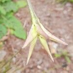 Nicotiana longiflora Blomma
