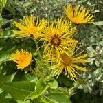 Inula magnifica Flower