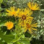 Inula magnifica Blodyn