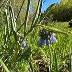 Mertensia lanceolata Flower