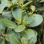 Sideroxylon borbonicum Yaprak