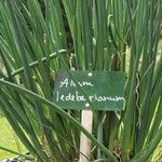 Allium ledebourianum Other