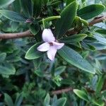 Daphne tangutica Квітка