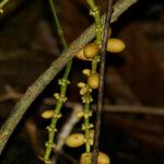 Gnetum gnemon Fruit