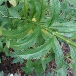 Physostegia virginiana Blatt