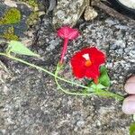 Ipomoea hederifoliaFloare