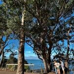 Eucalyptus botryoides Хабит