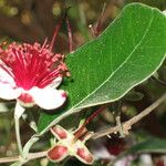 Acca sellowiana Λουλούδι