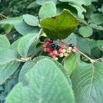 Viburnum lantana 葉