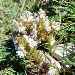 Euphrasia alpina Lorea