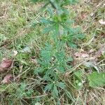 Potentilla neglecta Frunză