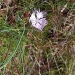 Dianthus hyssopifolius Flower