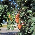 Libidibia ferrea Плод
