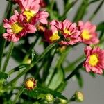 Tanacetum coccineum Çiçek