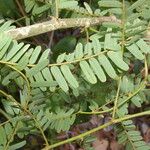 Machaerium microphyllum Hoja