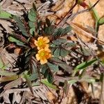 Biophytum umbraculum Flor
